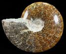 Polished, Agatized Ammonite (Cleoniceras) - Madagascar #60757-1